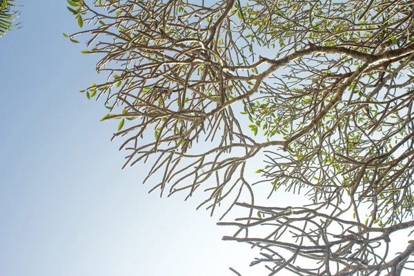 Plumeria leaf with blue sky background. — Stock Photo, Image