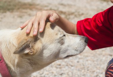 Bir köpek patronuyla el over head.
