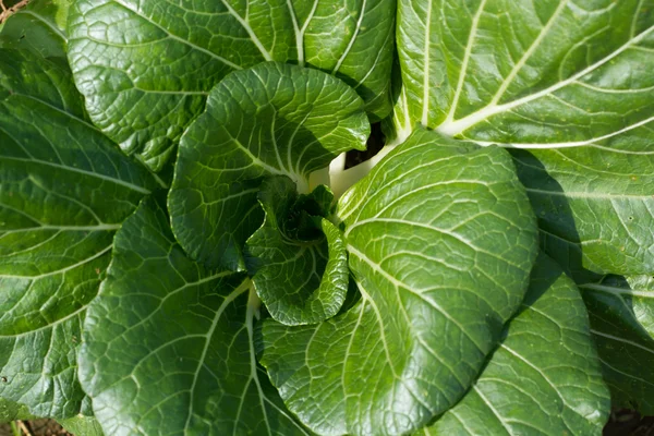 Cabbage in the garden — Stock Photo, Image