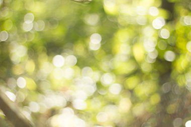 Doğal yeşil arka plan bulanık. Odaklanmamış yeşil bulanık arka plan