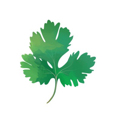 Suluboya kişniş beyaz arka planda izole edildi. Dijital resim.