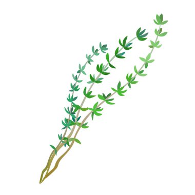 Kekik suluboya beyaz arkaplanda izole edilmiş. Dijital resim.