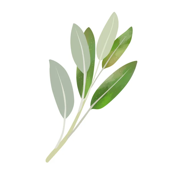 Acuarela Salvia Aislada Sobre Fondo Blanco Pintura Arte Digital —  Fotos de Stock