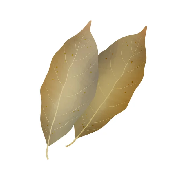 水彩湾树叶在白色背景上被隔离 数码艺术绘画 — 图库照片