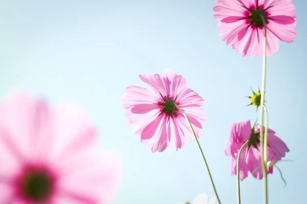 Kosmos blommor mot himlen med färgfilter. — Stockfoto