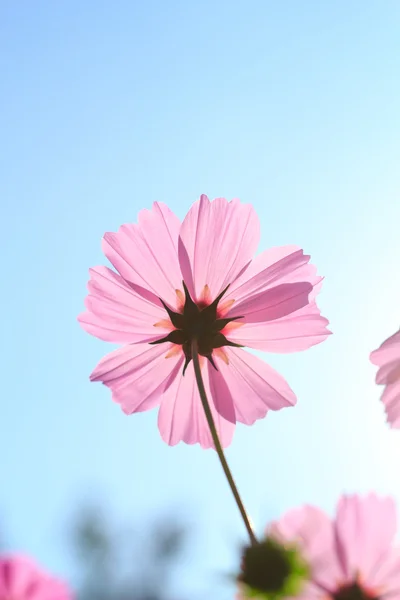 Kosmos blommor mot himlen med färgfilter. — Stockfoto