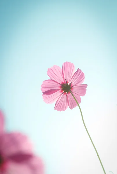 Kosmos blommor mot himlen med färgfilter. — Stockfoto