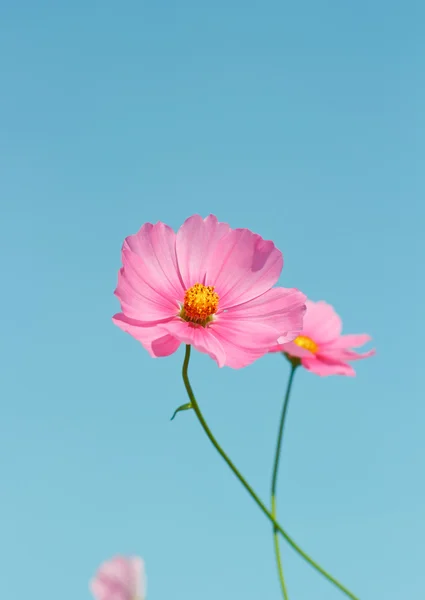 Kosmos květiny proti obloze s barevným filtrem. — Stock fotografie