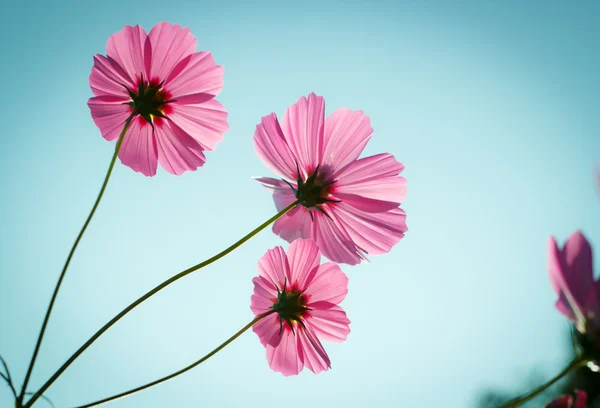 Cosmos flores contra o céu com filtro de cor . — Fotografia de Stock