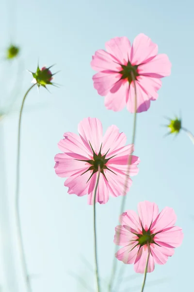 Kosmos blommor mot himlen med färgfilter. — Stockfoto