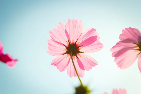 Cosmos fleurs contre le ciel avec filtre de couleur . — Photo