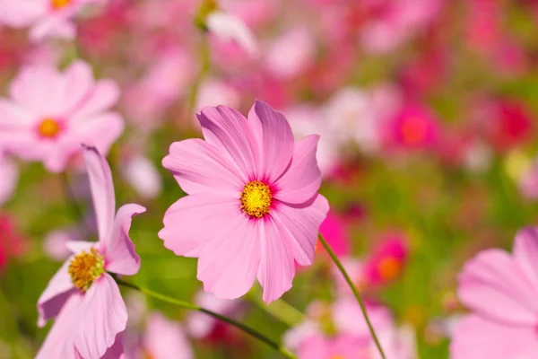 Kosmos blommor mot himlen med färgfilter. — Stockfoto