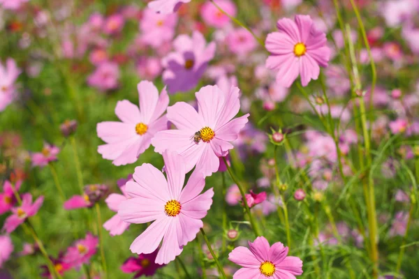 Kosmos blommor mot himlen med färgfilter. — Stockfoto