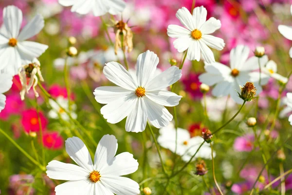 Kosmos blommor mot himlen med färgfilter. — Stockfoto