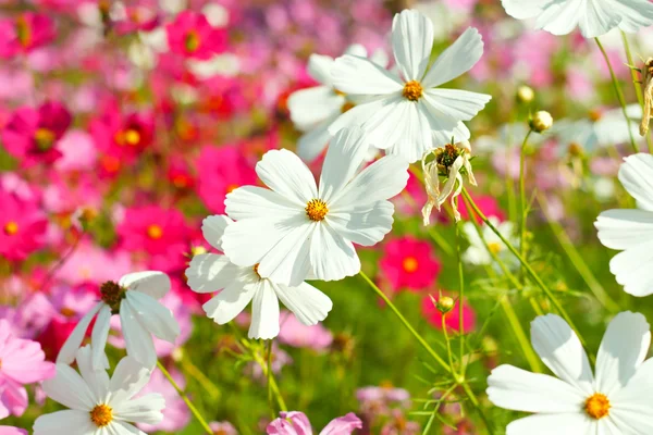 Kosmos blommor mot himlen med färgfilter. — Stockfoto