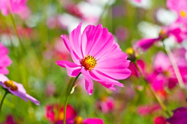 Kosmos kwiaty kwiat ogród. — Zdjęcie stockowe