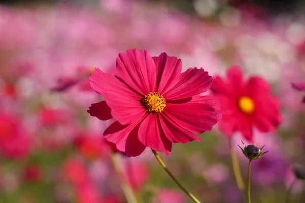 Kosmos květiny na květinová zahrada. — Stock fotografie