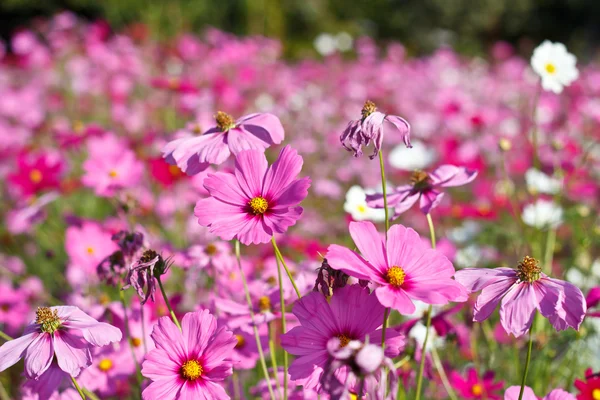 Fleurs cosmos sur jardin de fleurs . — Photo