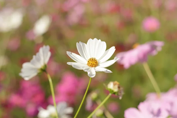 Kosmos blommor på blomma trädgård. — Stockfoto