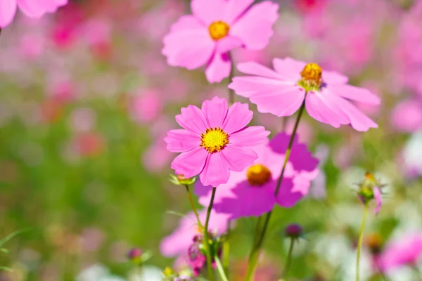 Kosmos blommor på blomma trädgård. — Stockfoto