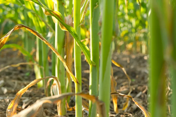 Corn plant. — Stock Photo, Image