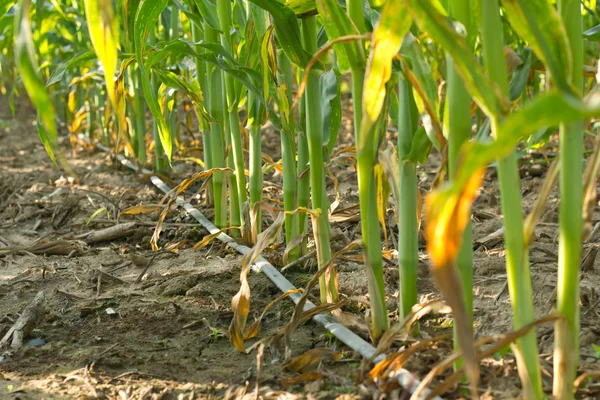 Corn plant. — Stock Photo, Image