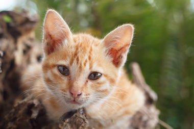 stenografi kırmızı yavru kedi