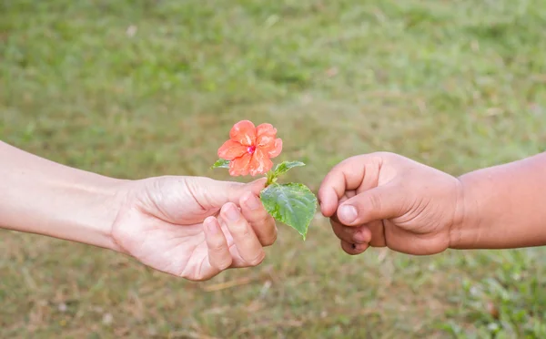 Закрыть женскую руку и подарить маленький оранжевый цветок ребенку — стоковое фото