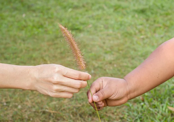 Close up van dames hand een wild-flower geven kind — Stockfoto