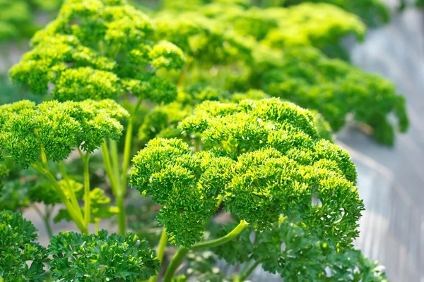 Feuilles de persil bouclés gros plan dans le jardin — Photo