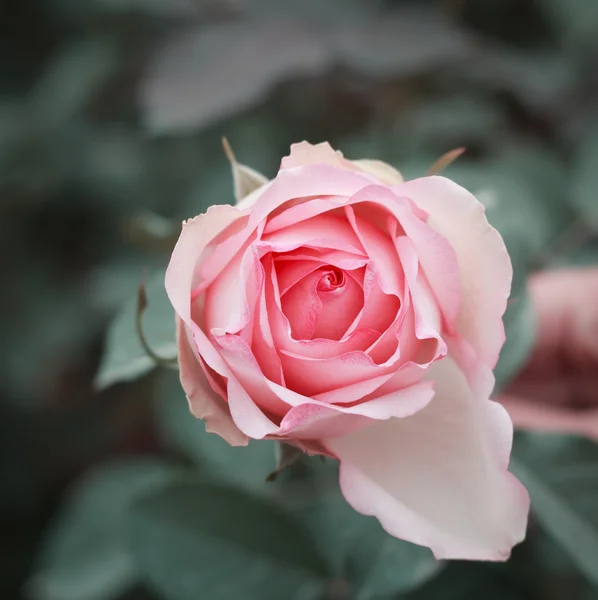 Rose de cerca — Foto de Stock