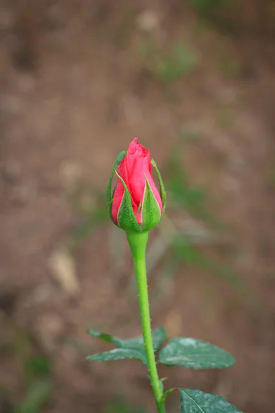 Rose de cerca — Foto de Stock