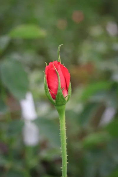 Rose de cerca — Foto de Stock