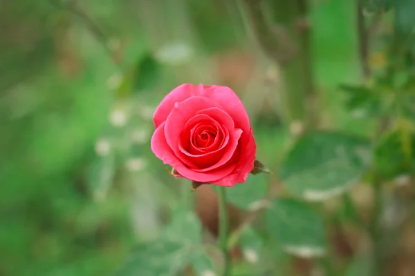 Rose da vicino — Foto Stock