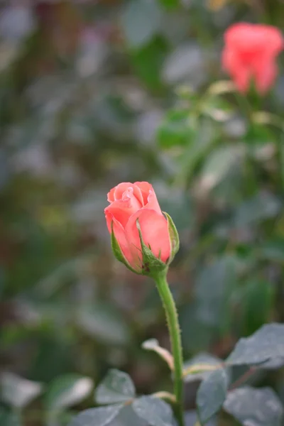 Rose de cerca — Foto de Stock