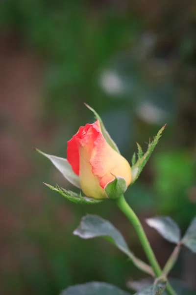Rose da vicino — Foto Stock