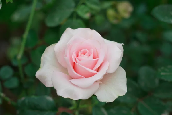 Rose da vicino — Foto Stock