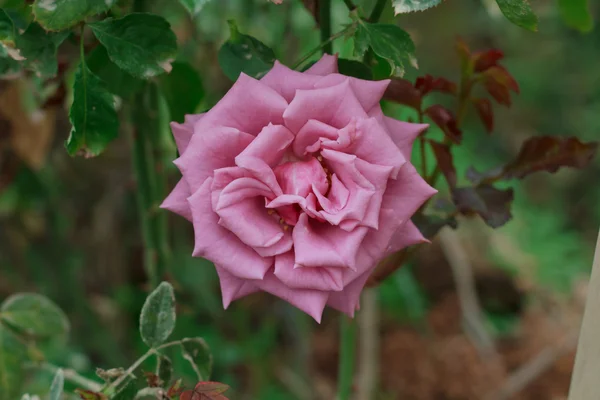 Rose da vicino — Foto Stock