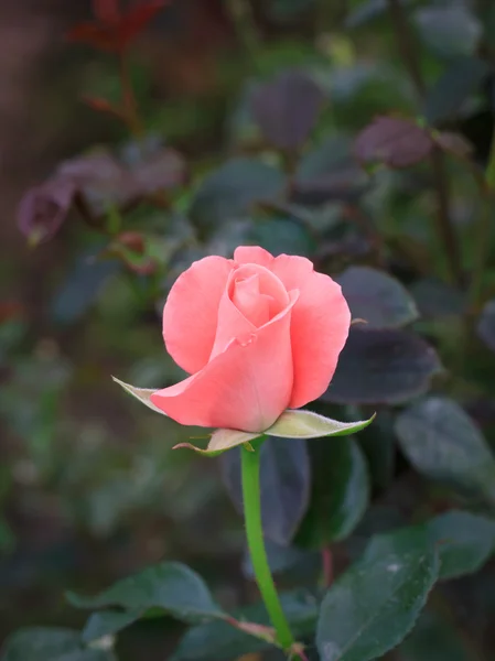 Rose de cerca — Foto de Stock