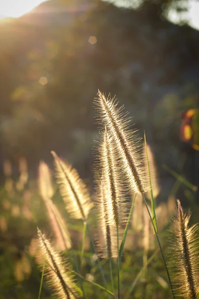 meadow close up in morning sun light.Back light of meadow.