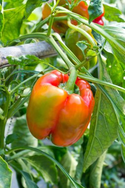 Ham madde bitki üzerinde pişirme kırmızı tatlı biber.