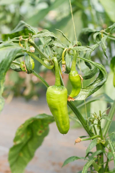 Sladká paprika, vaření surovin na rostlině. — Stock fotografie