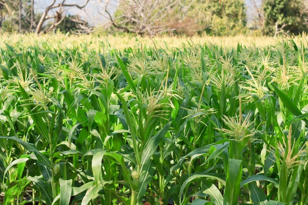 Raw corn on plant. — Stock Photo, Image