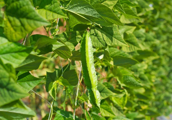 Plante de haricot ailé . — Photo