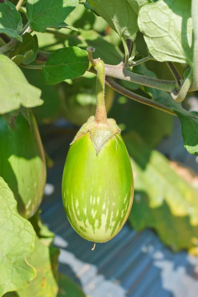 Eggplante som vokser på driftsenheten – stockfoto