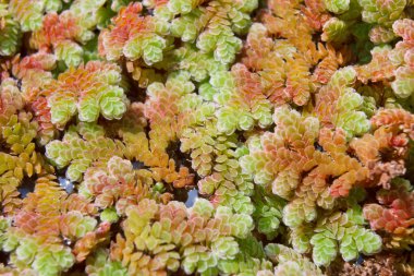 Duckweed kadar sivrisinek fern kapatın.