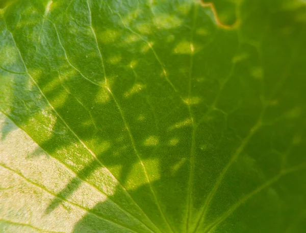 Cerrar verde dejar textura . —  Fotos de Stock