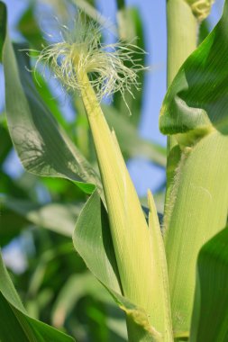 Bitki üzerinde ham Mısır.