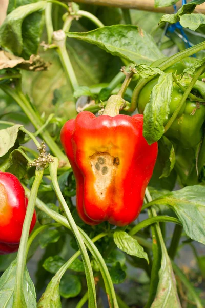 Peper, ziekte — Stockfoto