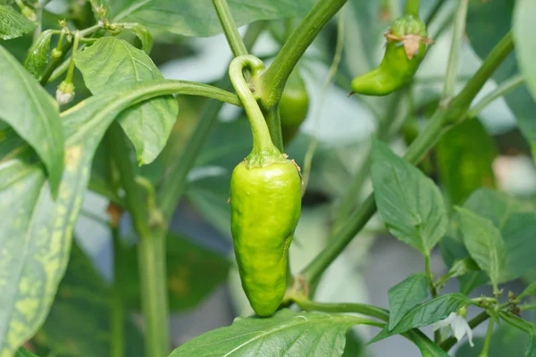 Rode paprika, koken grondstof op plant. — Stockfoto